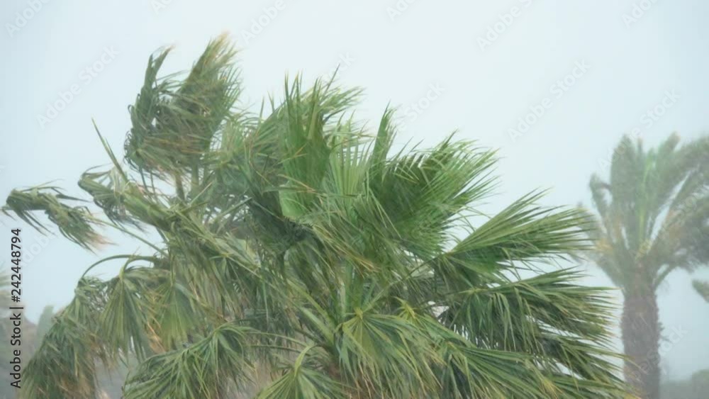 Palm Trees Blow in Strong Wind of Tropical Storm. Hurricane Rains . Cyclone Palm Trees Blow in Strong Wind of Tropical Storm. Hurricane Rains . Cyclone
