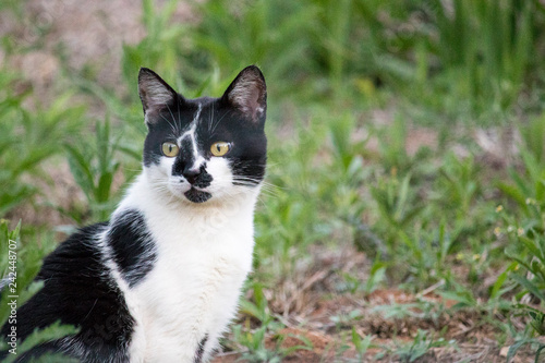 Gato Preto e Branco