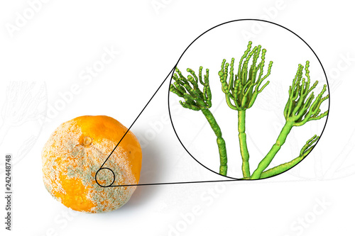 Mandarin with mold. Photo and 3D illustration of microscopic fungi Penicillium which cause food spoilage and produce antibiotic penicillin photo