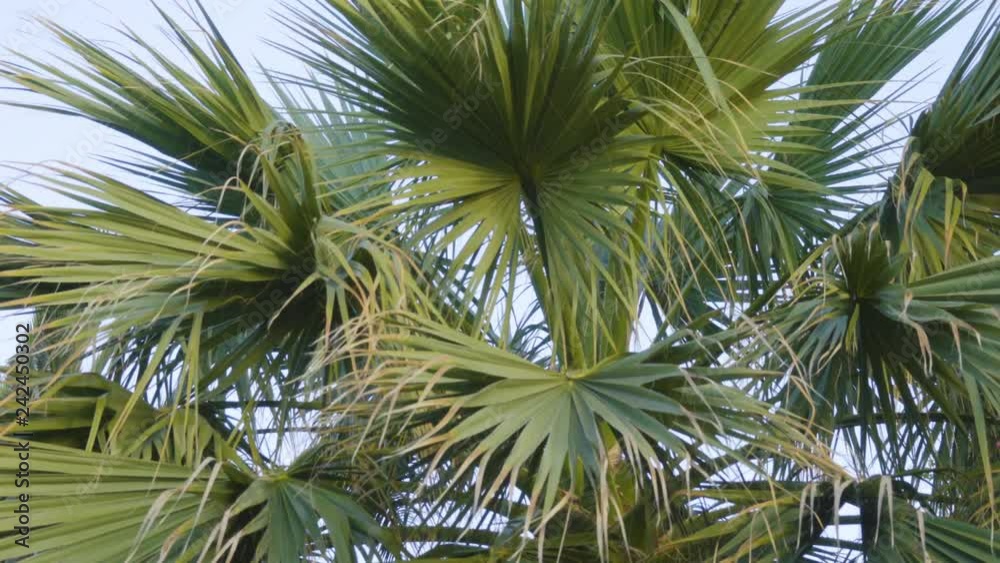 Branches of palm trees against the sky. Palm branch background Branches of palm trees against the sky. Palm branch background