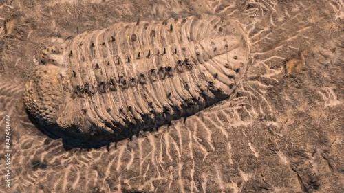 fossil trilobites imprinted in the sediment. 4 Billion Year old Trilobite photo