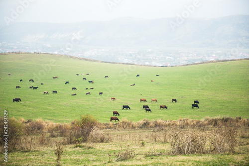 scenic spring landscape of highland pasture with cattle