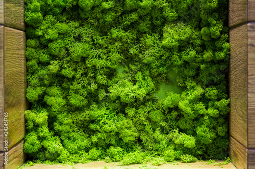 The texture of the moss. backgruond close up interior design. top view close up