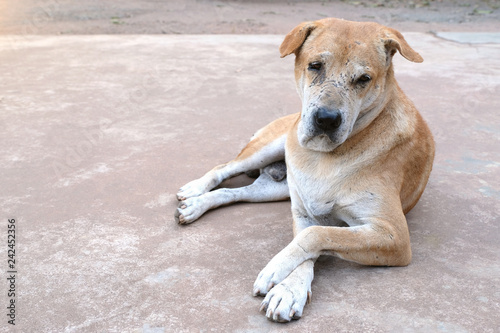 Unneutered male Senior dog with bite marks over his face and legs photo