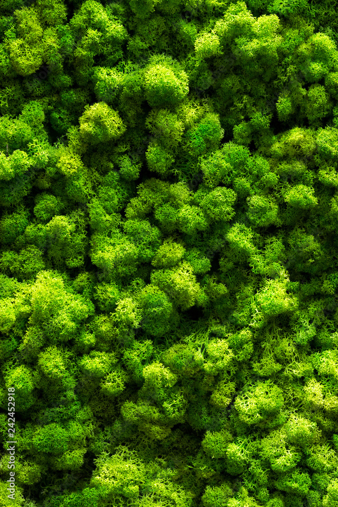 Green moss on old office floor. interior design. top view close up