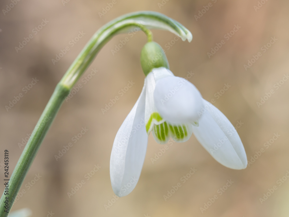Schneeglöckchen (Galanthus), Blüte, Nahaufnahme Schneeglöckchen (Galanthus), Blüte, Nahaufnahme