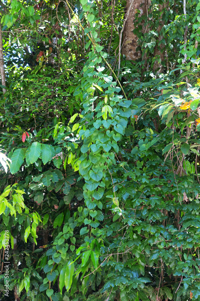 Native Dutchmans Pipe vine growing in The Daintree raon forest in North Queensland, Australia Native Dutchmans Pipe vine growing in The Daintree raon forest in North Queensland, Australia