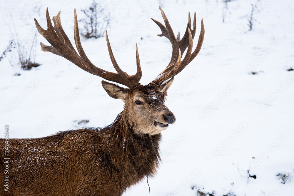 The red deer or the Carpathian deer is found on an area of approximately 1000 km, the area where  the Carpathians lie in Romania. The population is well represented in the  mountains 