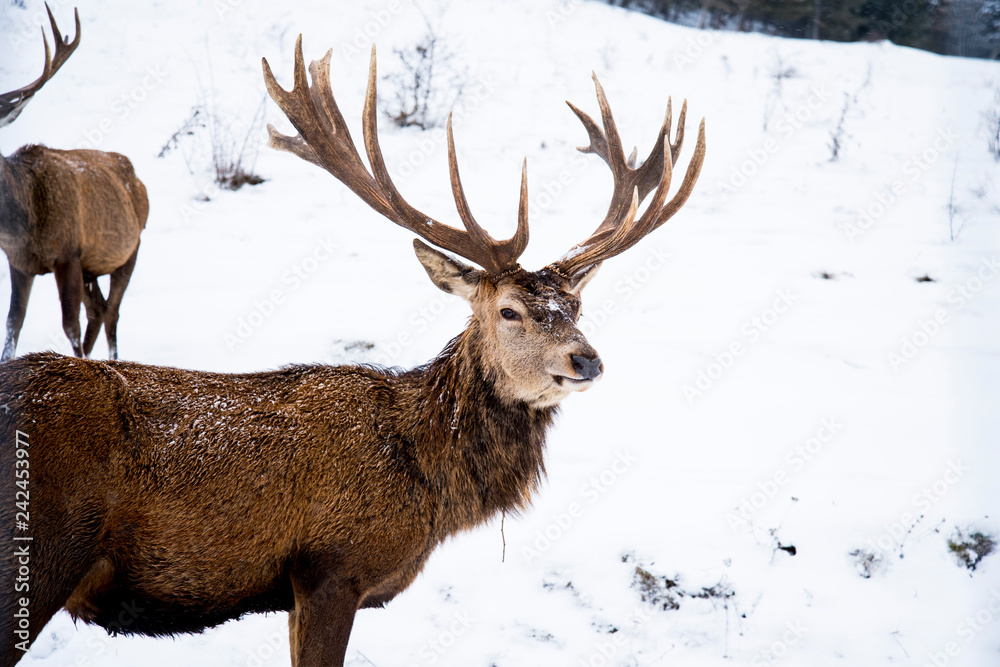 Fototapeta premium The red deer or the Carpathian deer is found on an area of approximately 1000 km, the area where the Carpathians lie in Romania. The population is well represented in the mountains 