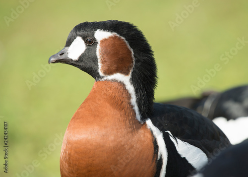 Portrait of a red-breasted goose looking away on a green natural background