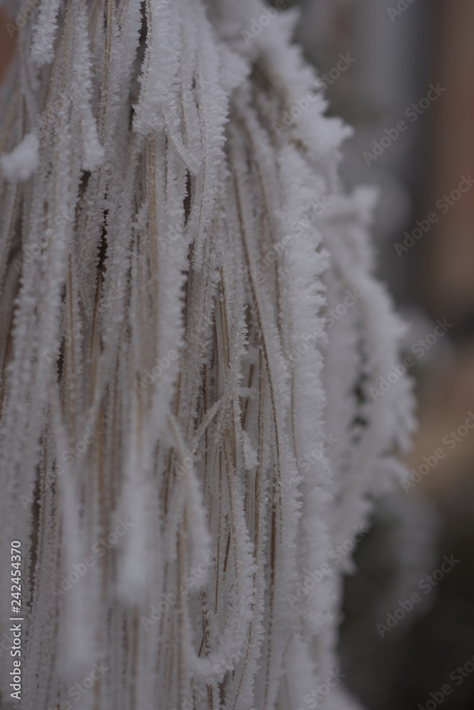 plants and trees covered with frost on a cold winter day plants and trees covered with frost on a cold winter day