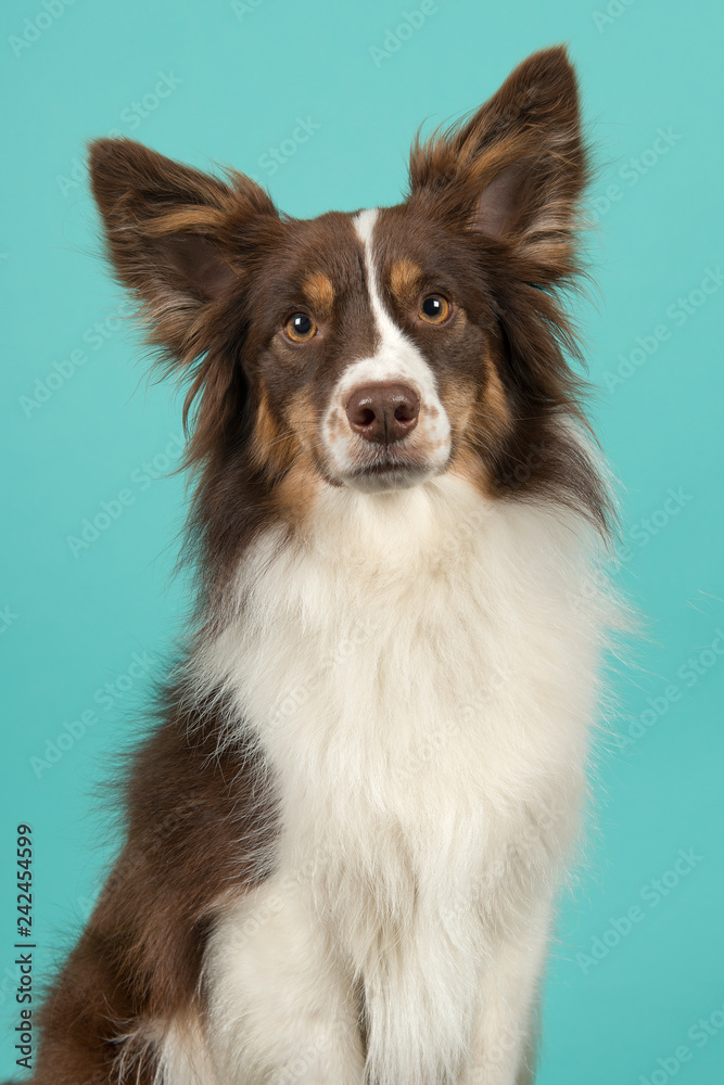 Portrait of miniature american shepherd dog on a turquoise blue background