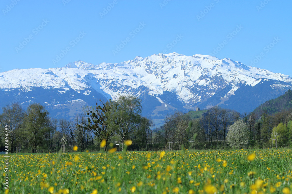 Beautiful snow covered mountain ranges Alps of Liechtenstein with clear blue sky. Green hill, trees and spring meadow full with yellow dandelion and buttercup and spring flowers are in the foreground.