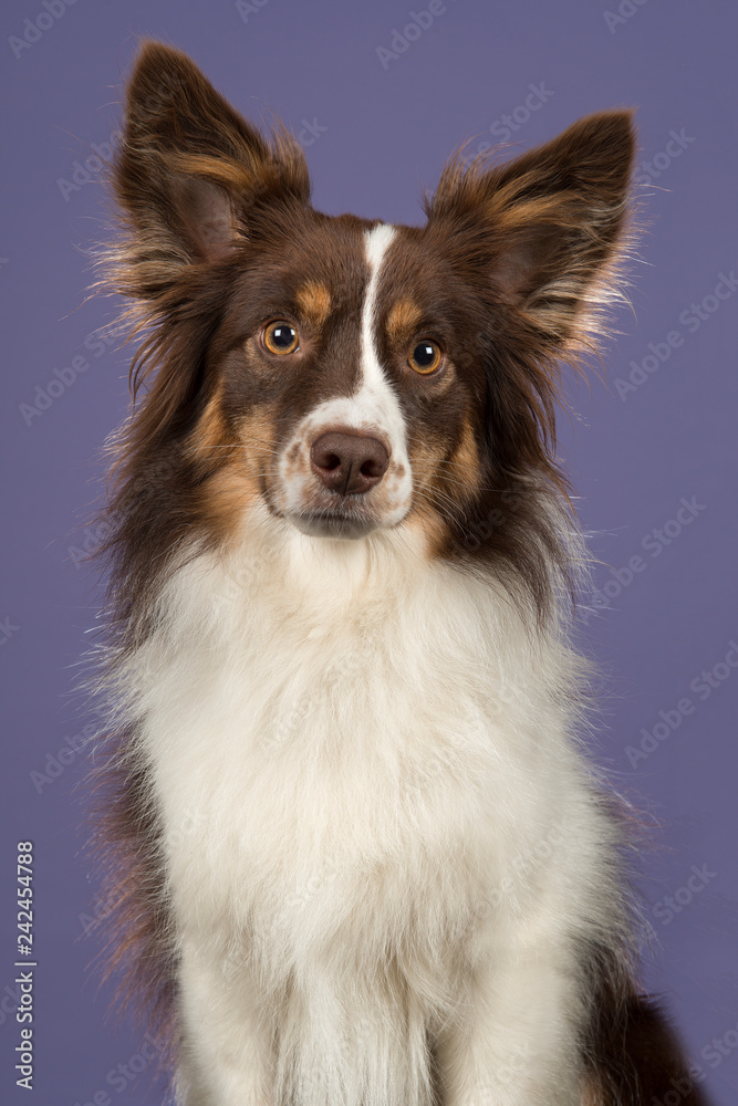 Portrait of miniature american shepherd dog looking at the camera on a lavender purple background