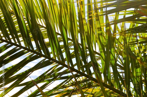  Palm Tree