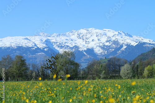 Beautiful snow covered mountain ranges Alps of Liechtenstein with clear blue sky. Green hill, trees and spring meadow full with yellow dandelion and buttercup and spring flowers are in the foreground. © Fotorina