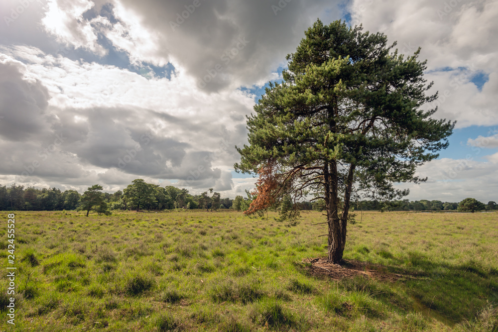 Solitary Scots pine in a heather landscape