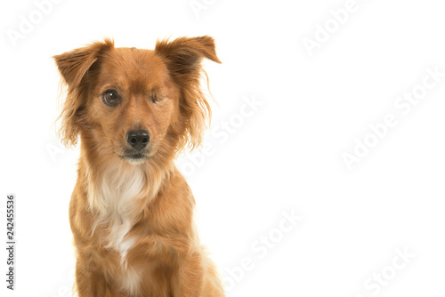Fototapeta Naklejka Na Ścianę i Meble -  Portrait of a pretty mixed breed handicapped one eyed dog isolated on a white background