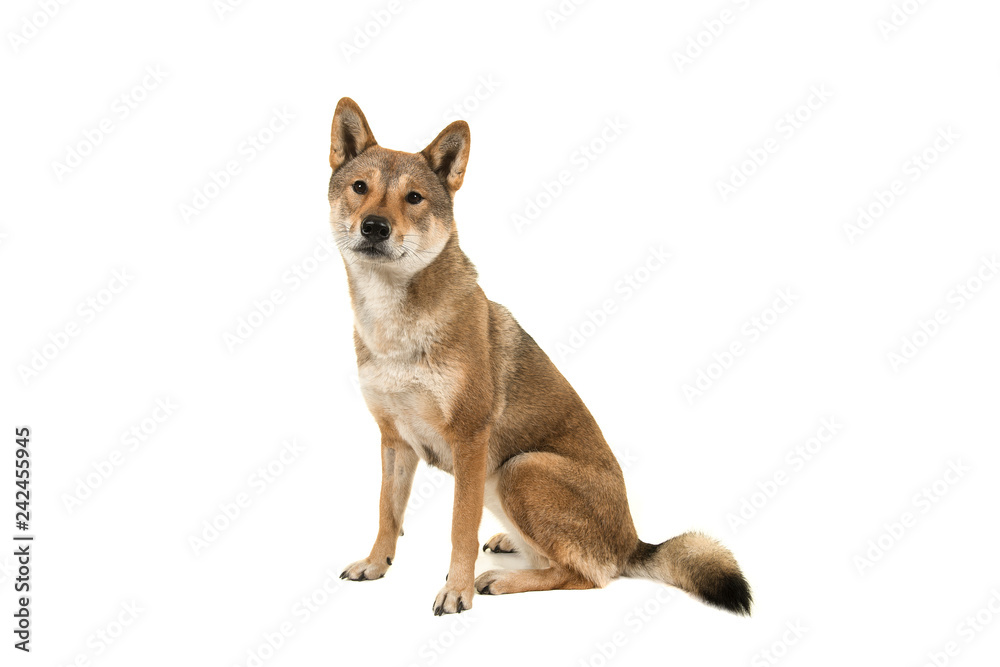 Skikoku dog sitting and looking at the camera isolated on a white background
