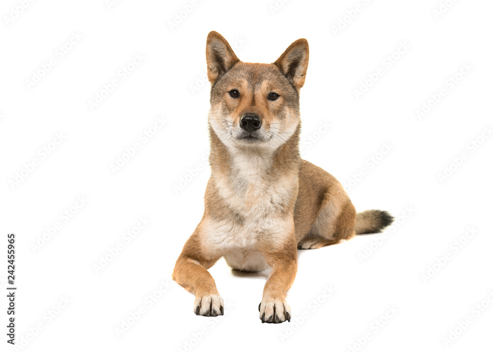 Skikoku dog lying down and looking at the camera isolated on a white background