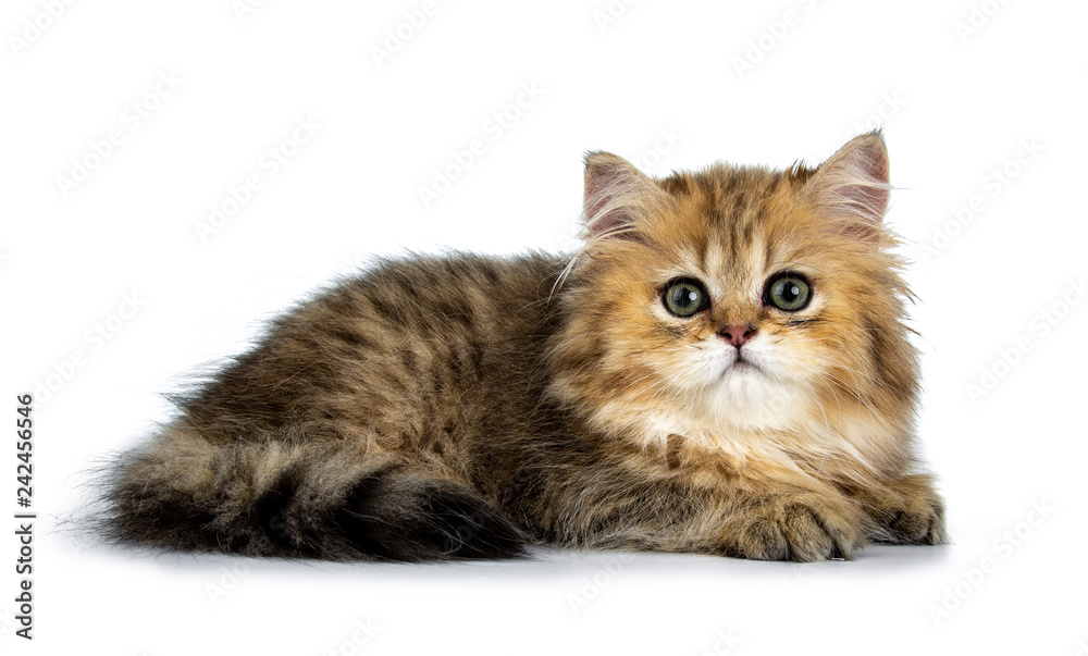 Cute golden British Longhair cat kitten,  laying down side ways. Looking at lens with big green eyes. Isolated on white background.