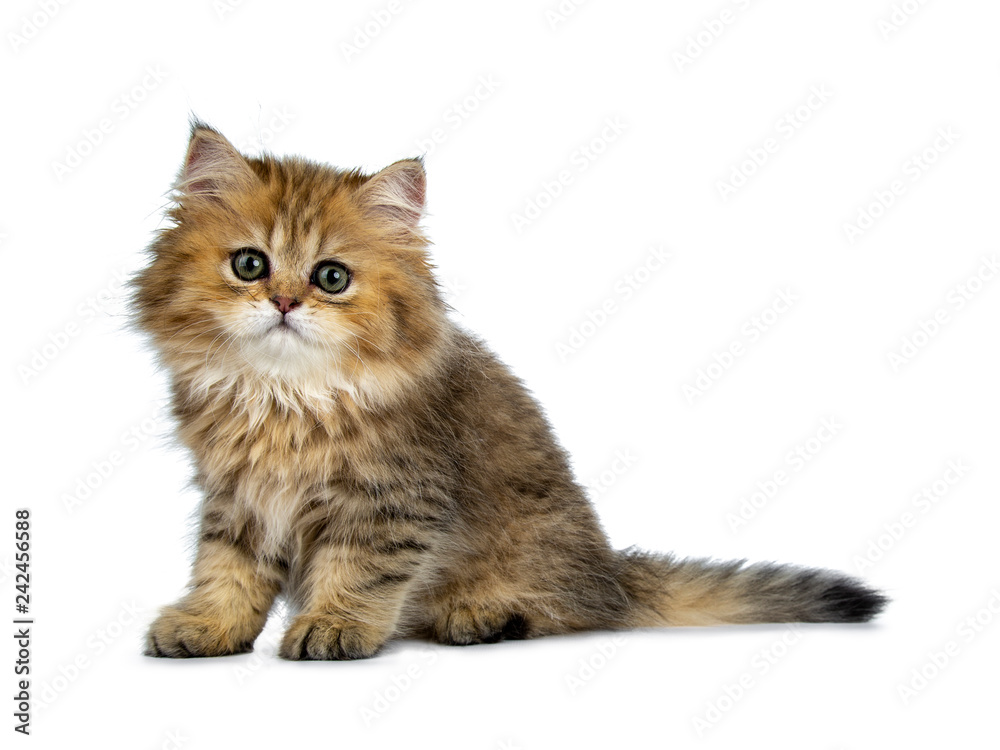 Cute golden British Longhair cat kitten,  sitting side ways. Looking at lens with big green eyes. Isolated on white background.