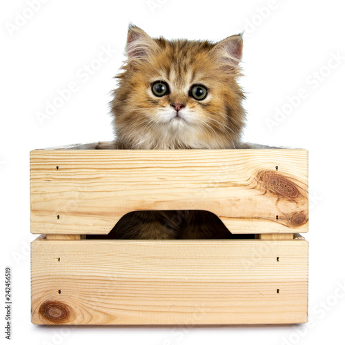 Cute golden British Longhair cat kitten, sittingin wooden crate facing front Looking over edge at lens with big green eyes. Isolated on white background.