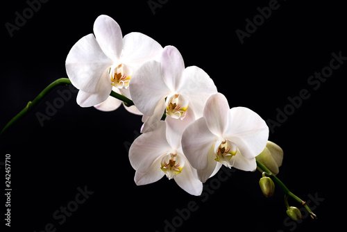 blooming branch of white orchids on a black background with green stems and buds
