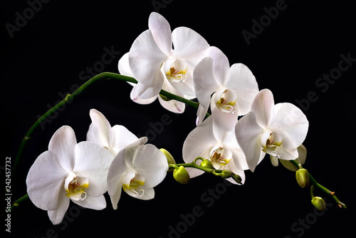 Fototapeta Naklejka Na Ścianę i Meble -  blooming branch of white orchids on a black background with green stems and buds