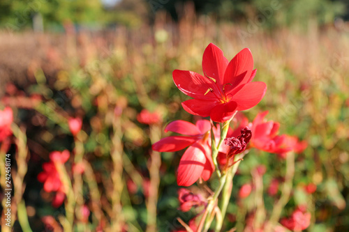 Blooming wild exotic flowers in a meadow Shallow depth of field