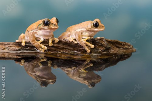 Two Mission golden-eyed tree frogs
