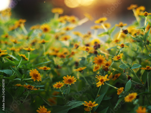 mary gold and daisy yellow in park and sweet light  © maewshooter