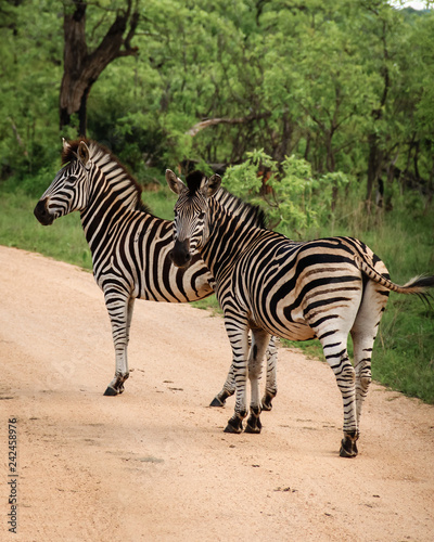 Zwei Zebras auf Wanderschaft