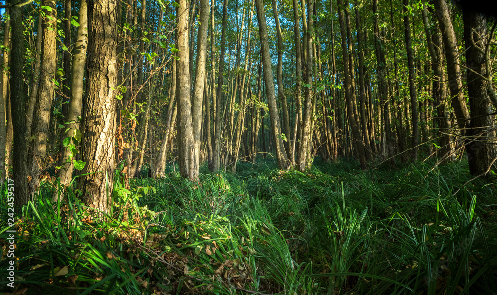 high grass in a humid deciduous forest, nature background high grass in a humid deciduous forest, nature background