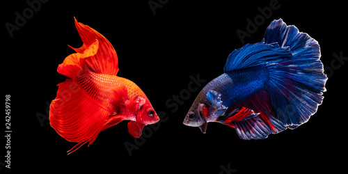 betta fish, fighting fish in movement isolated on black background.