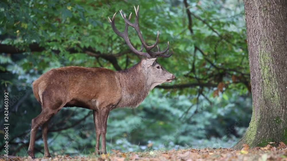Red deer in Richmond Park during the rutting season. Red deer in Richmond Park during the rutting season.
