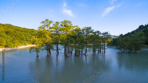 Obraz na płótnie lake with cypress trees w salonie