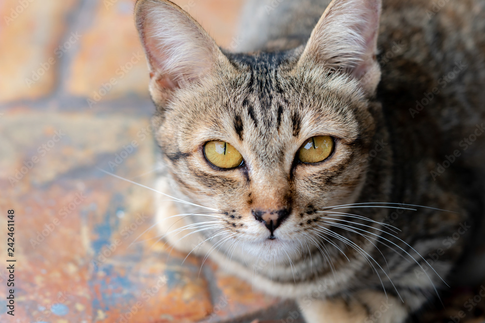 Portrait of brown-eyed cat Portrait of brown-eyed cat