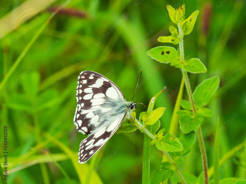 Marbled White Butterfly ( Melanargia galathea ) on a plant Marbled White Butterfly ( Melanargia galathea ) on a plant