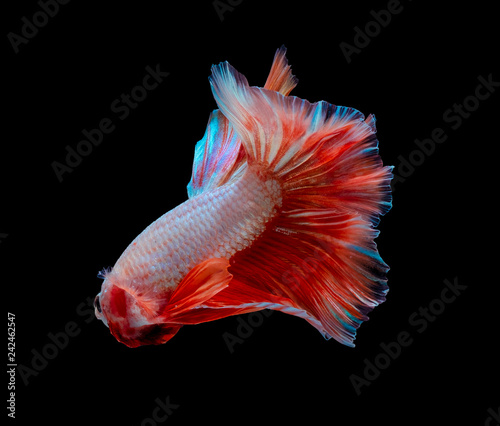 betta fish, fighting fish in movement isolated on black background.