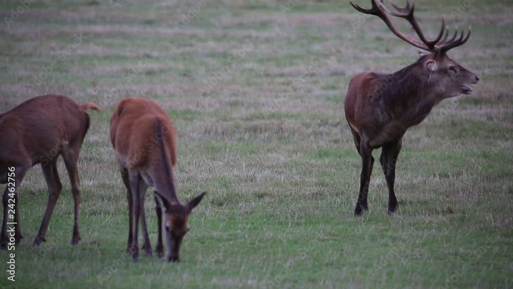 Red deer in Richmond Park, London during the rutting season. Red deer in Richmond Park, London during the rutting season.