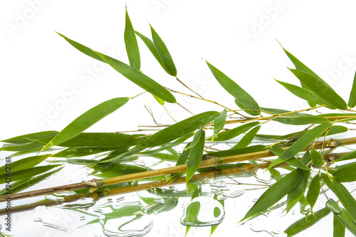 branches and green and fresh leaves of bamboo reflected on mirror and water with white background
