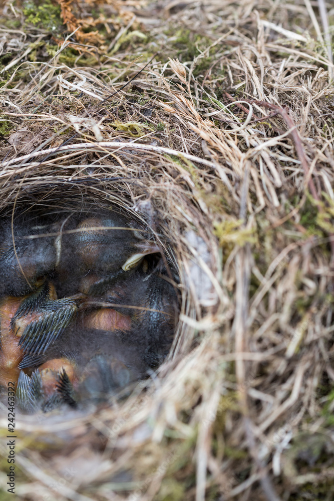 little birds in a bird nest little birds in a bird nest