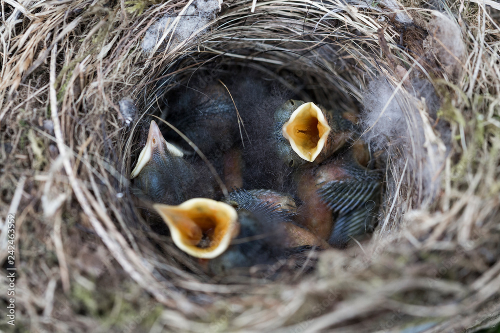 little birds in a bird nest little birds in a bird nest
