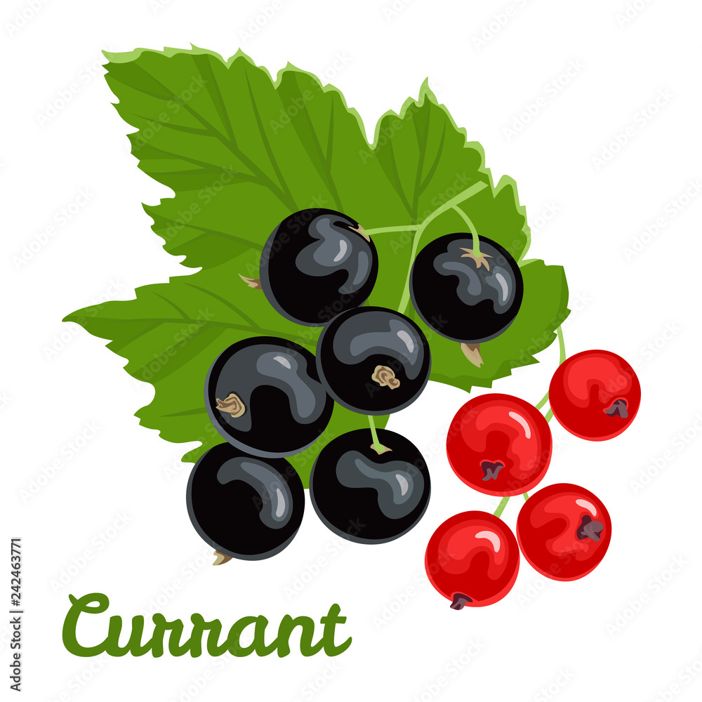 Vector currant isolated on white background in a flat style. Illustration of fresh berries with a green leaf. Red and black currants. Vector currant isolated on white background in a flat style. Illustration of fresh berries with a green leaf. Red and black currants.