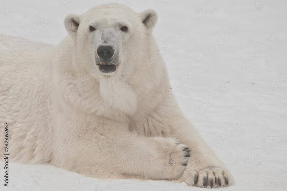 A polar bear on a snow is a powerful northern animal. A polar bear on a snow is a powerful northern animal.