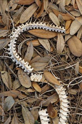 Snake skeleton in Lake Wales Ridge State Forest in Polk County, Florida photo