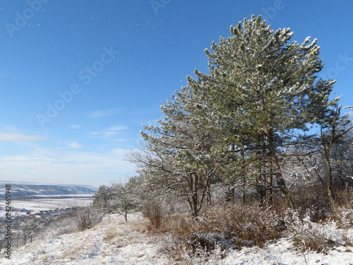 Snow covered pines in the mountains after snowfall. Scenic winter landscape with fairy coniferous forest, town in the valley and blue sky in sunny day