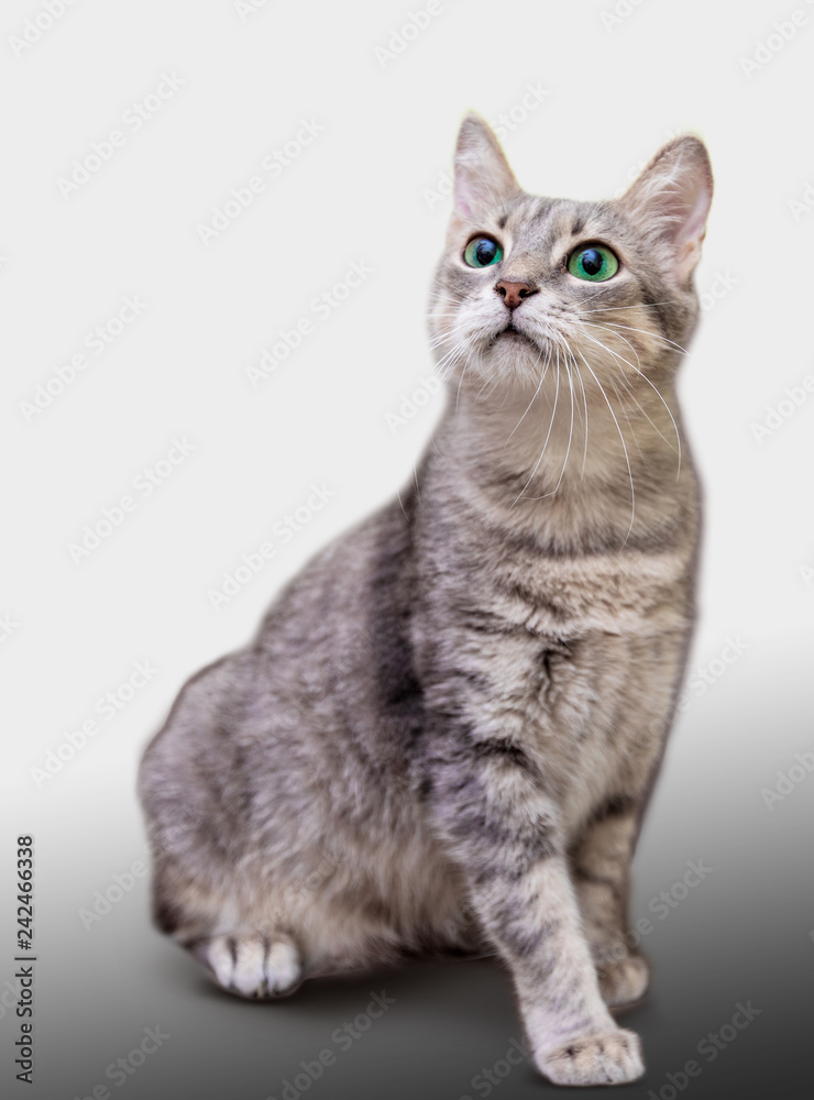 Grey funny cat isolated on white background