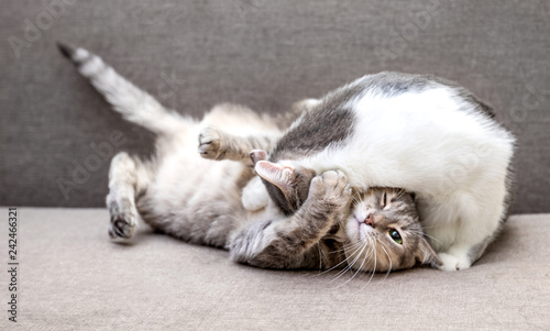 Wallpaper Mural Two cats playing on the couch Torontodigital.ca